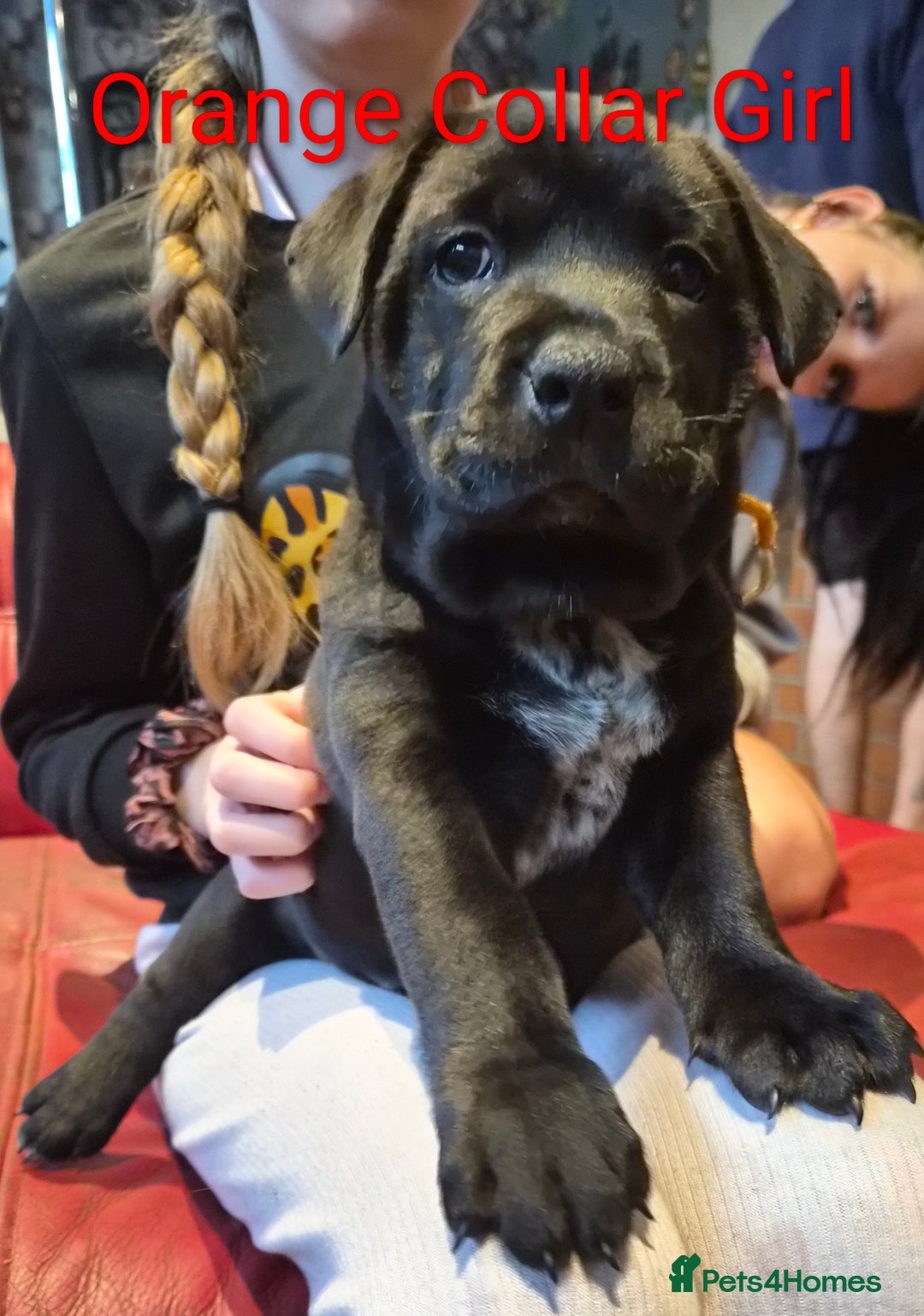 Mixed Breed dogs for sale: Ready to leave 3 Girls Left Shar-Pei x Chow pups  - Image 19