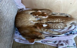 Ragdoll cats for sale: Ragdoll mixed tabby Ginger kittens - Image 1