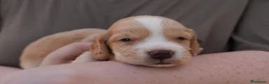 SOLD Cocker Spaniel Puppy 4 golden MALE purple collar SOLD