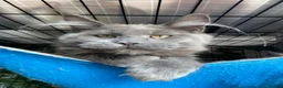 Maine Coon cats for sale: 💙*🦁*BLUE MAINE COON*💎*KITTENS*🦁*💙 - Advert 8
