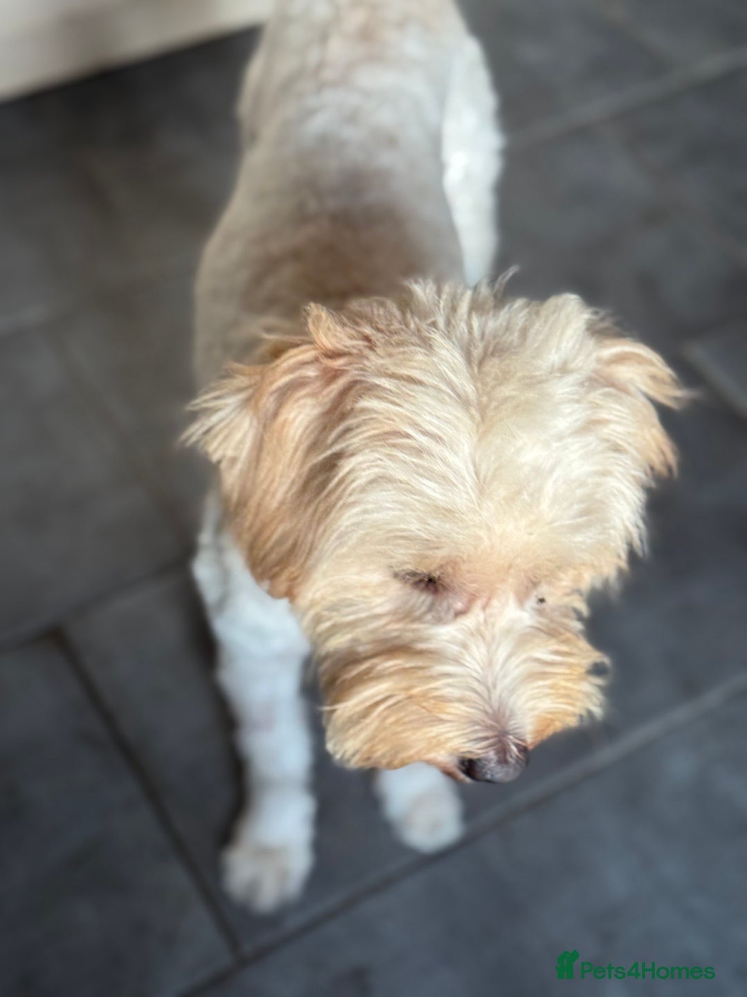 Tibetan Terrier dogs for adoption: Sweet Barney looking for LOVE - Image 7