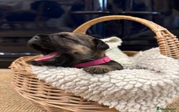Border Terrier dogs for sale: Gorgeous Border Terrier Puppies looking for homes - Image 17