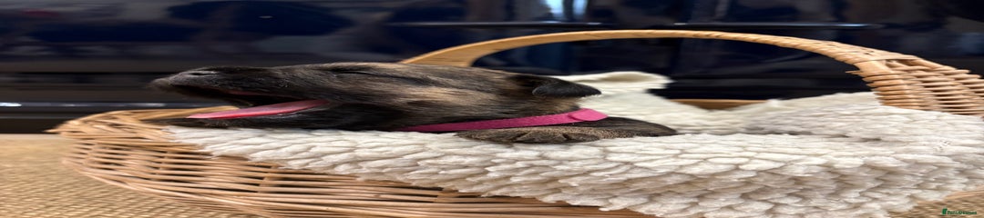 Pink puppy