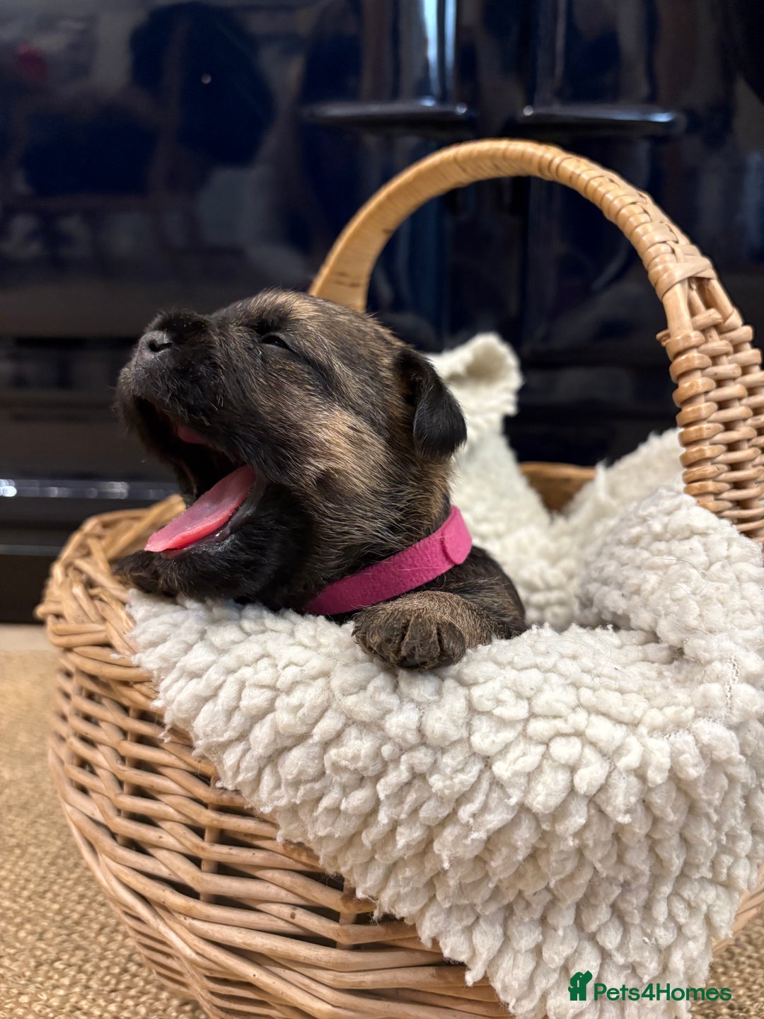 Border Terrier dogs for sale: Gorgeous Border Terrier Puppies looking for homes - Image 17
