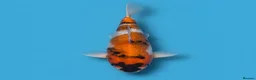 Koi Carp fish for sale: Japanese Koi - Top Quality - Advert 9