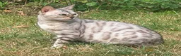 Bengal cats for sale: Bengal Snow Girl - Advert 3