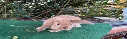 Lionhead rabbits for sale: 2 mini lop babies  - Advert 3