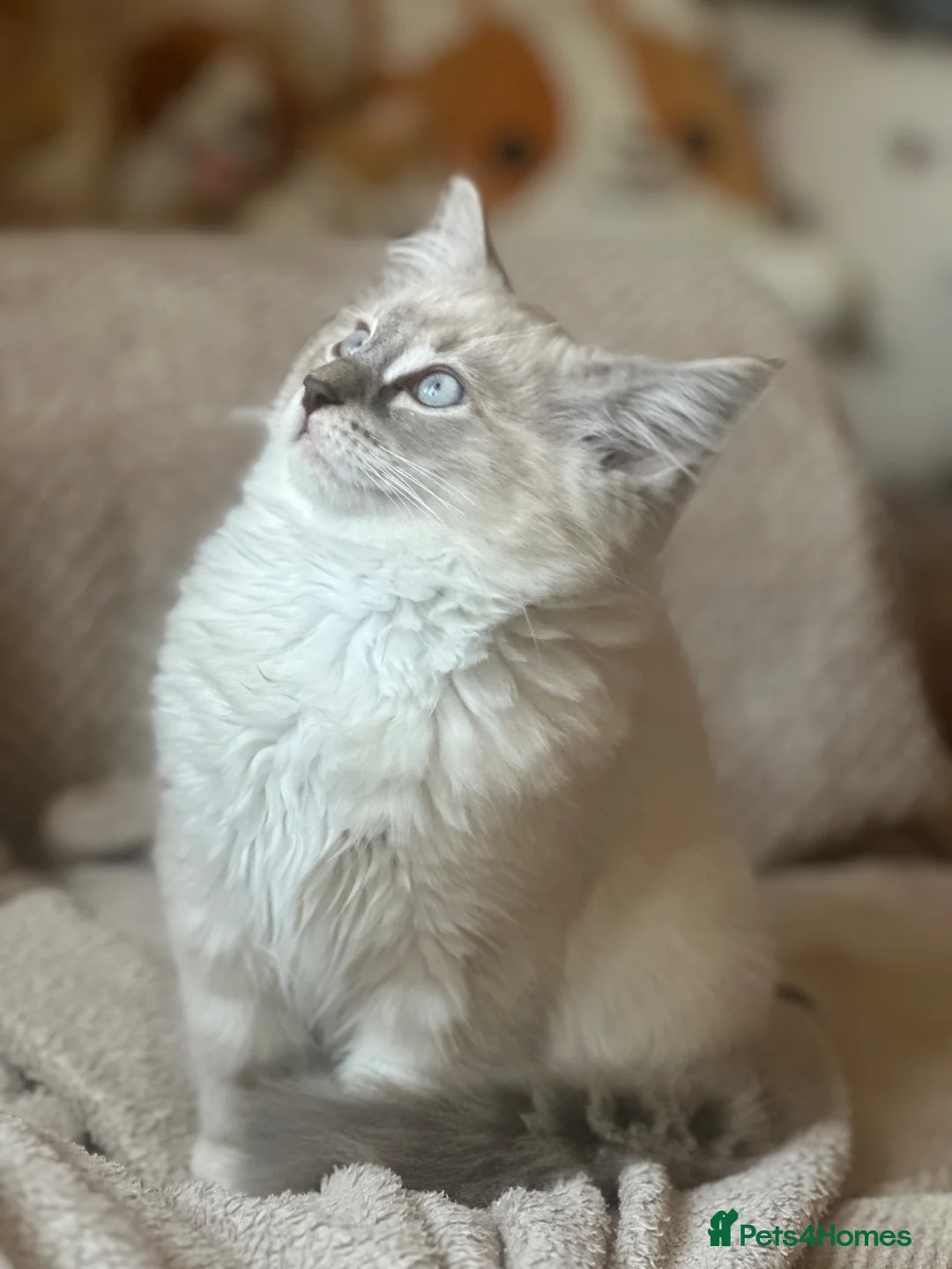 Ragdoll cats for sale: 3/4 RAGDOLL RE-ADVERTISED DUE TO TIME WASTERS - Advert 2