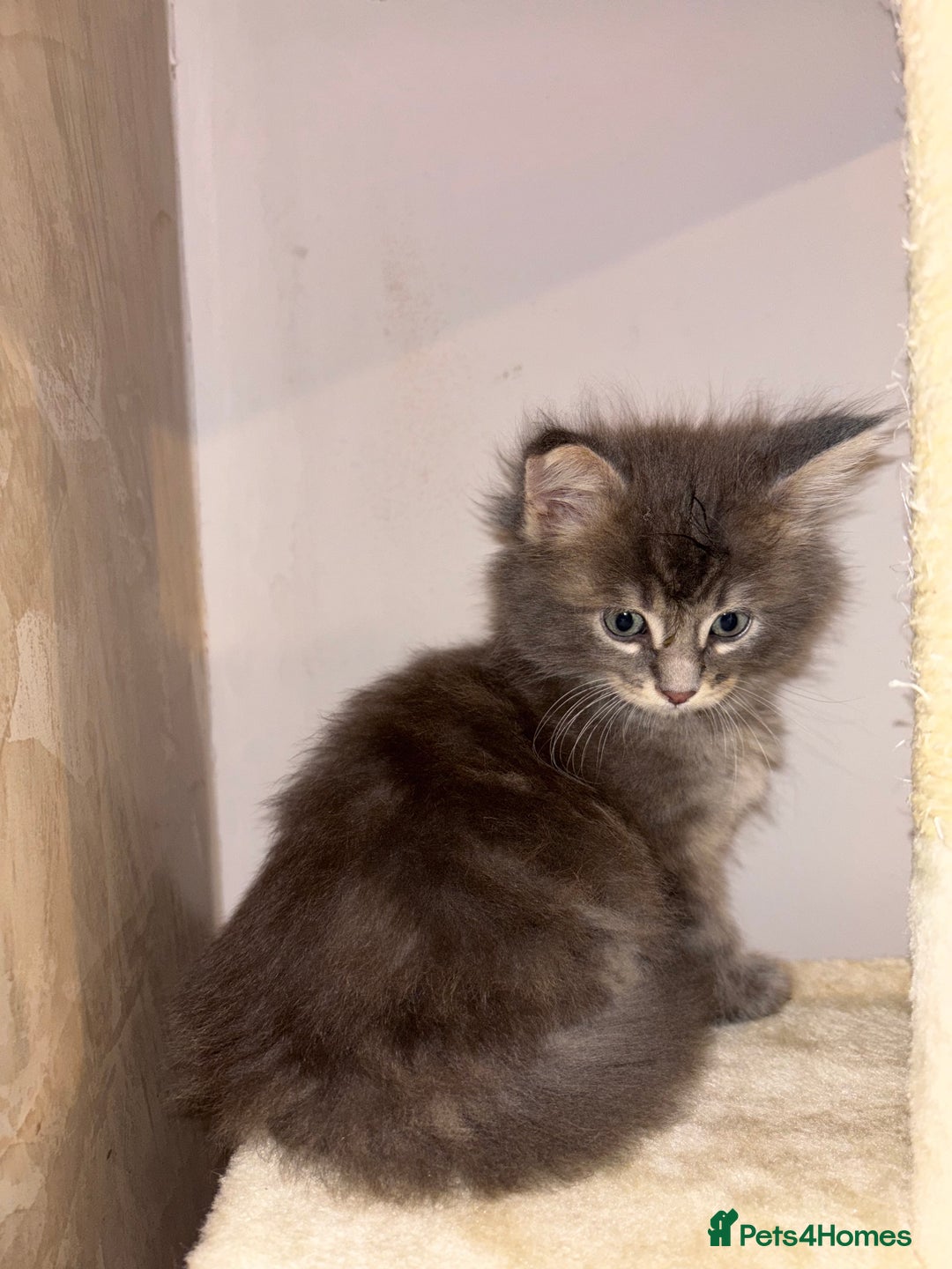 Maine Coon cats for sale: Plush PusZ XXL TICA registered Maine Coon Kittens - Advert 21