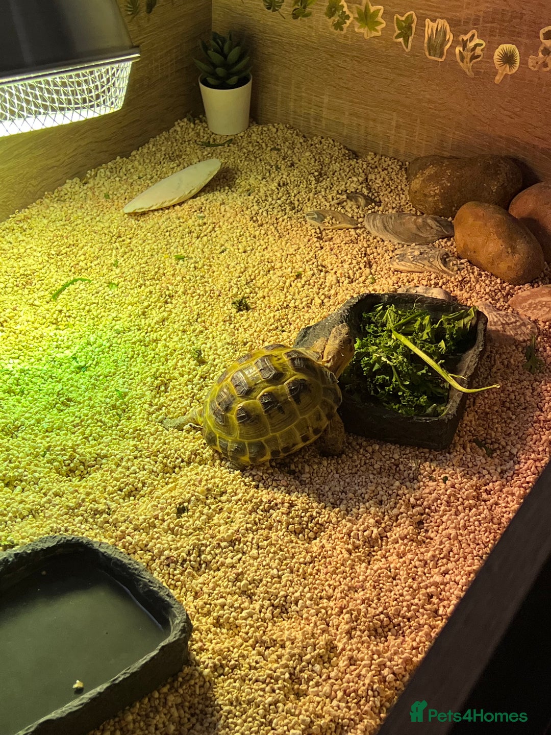 Tortoise reptiles for sale: Horsefield tortoise - Advert 14