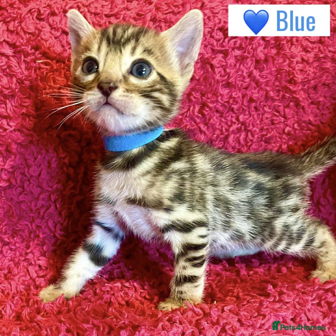 Bengal cats for sale: Beautiful Bengal Kittens  - Image 17