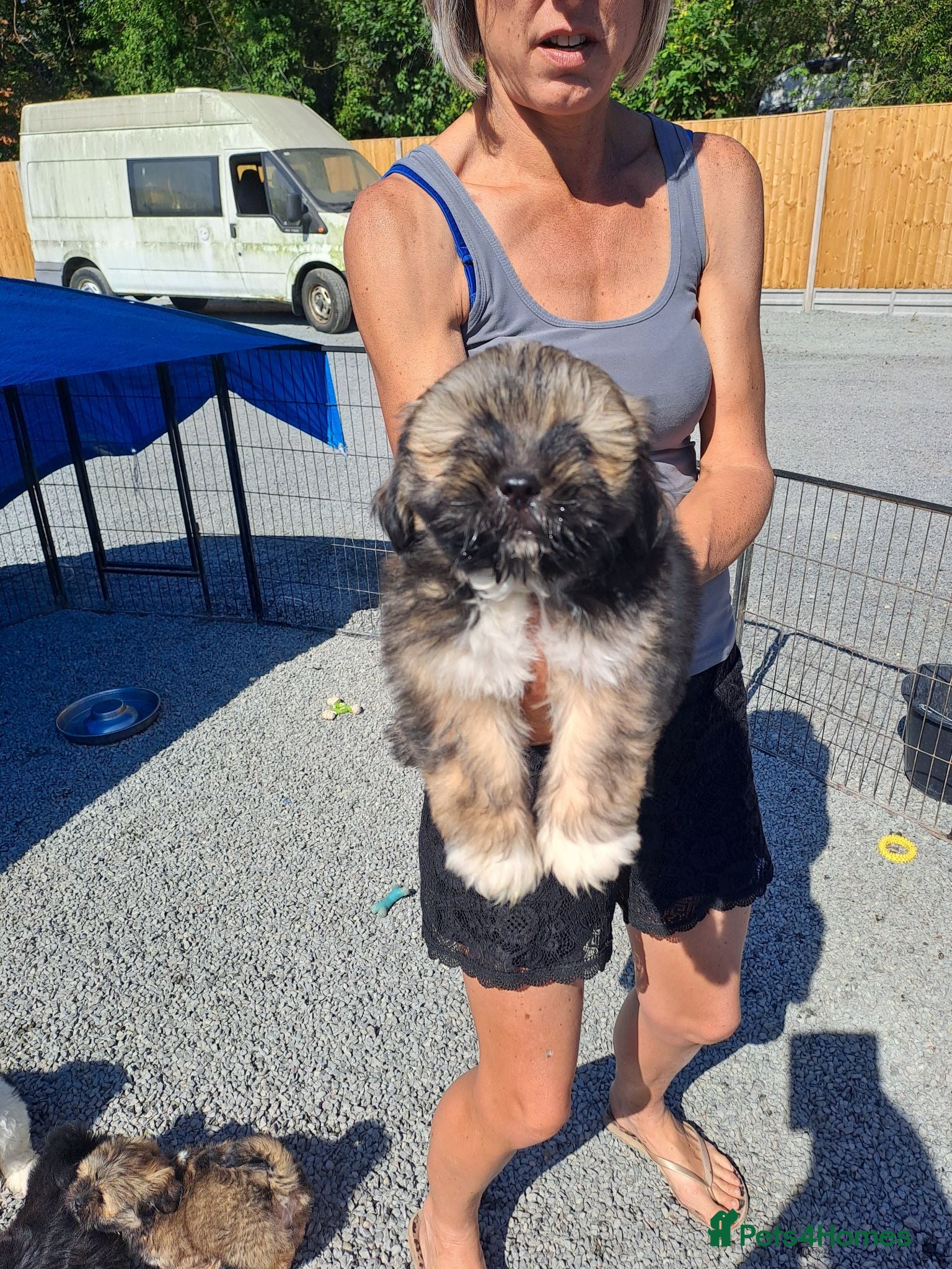 Lhasa Apso dogs Kc Registered Lhasa Apso Puppies  - Advert 2