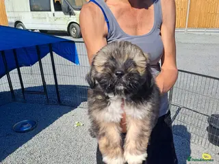 Lhasa Apso dogs Kc Registered Lhasa Apso Puppies - Advert 2