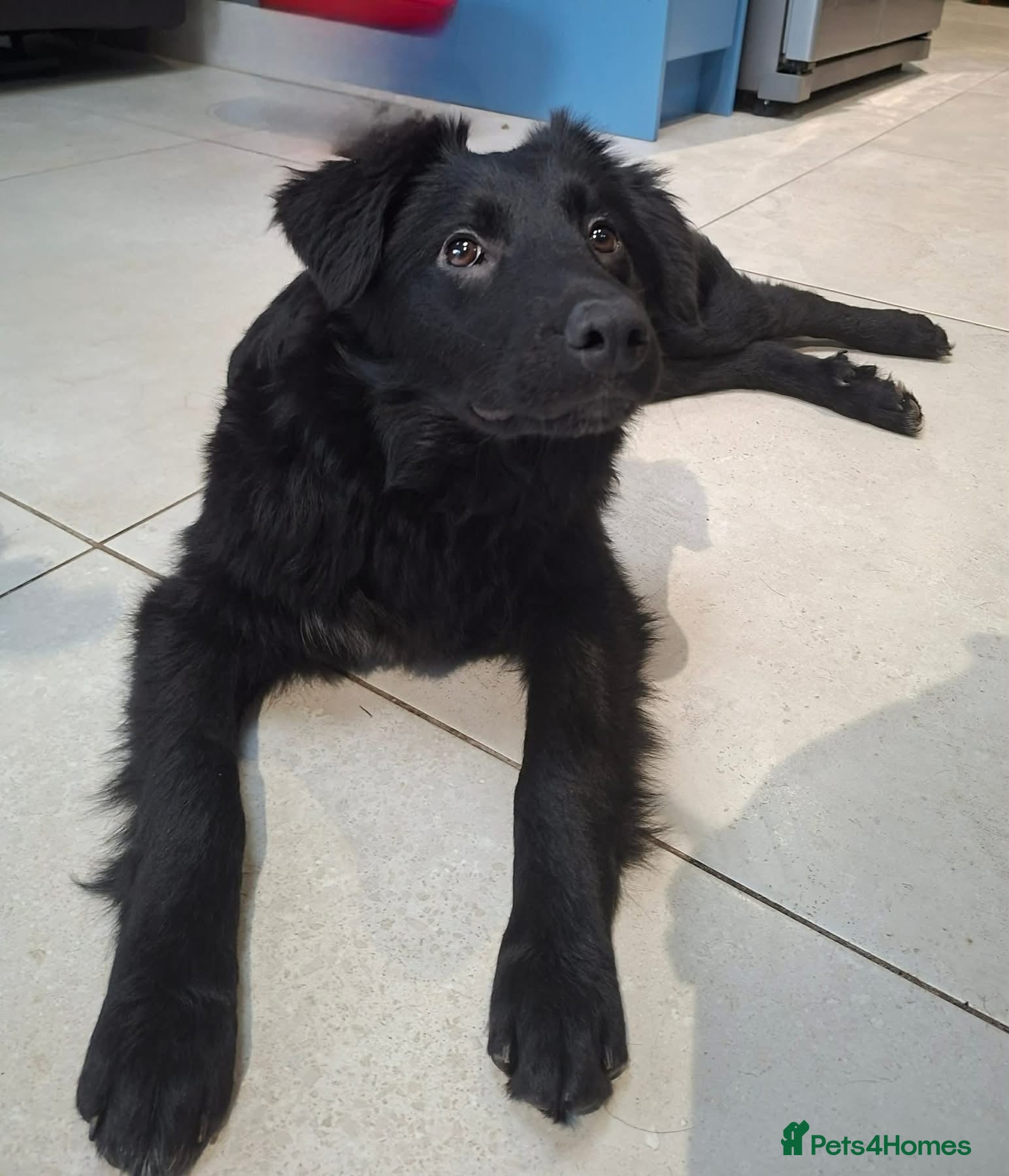 Mixed Breed dogs Tara - North Walsham Norfolk  - Advert 1