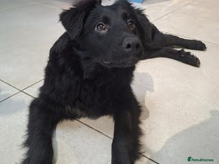 Mixed Breed dogs Tara - North Walsham Norfolk - Advert 2