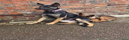 Mixed Breed dogs for sale: German Shepherd x in Sunderland - Advert 1