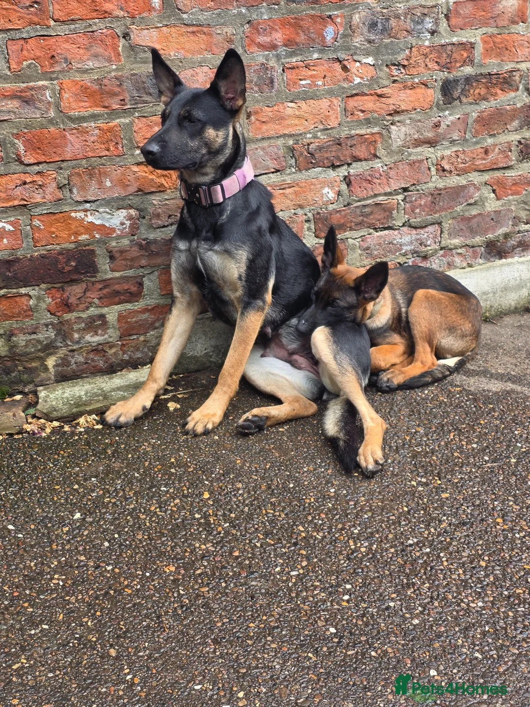 Mixed Breed dogs for sale: German Shepherd x in Sunderland - Advert 1