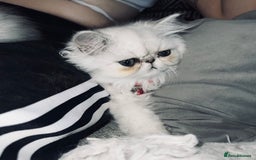 Persian cats for sale: Ready to leave - Persian chinchilla kittens♥️🐾 - Image 11