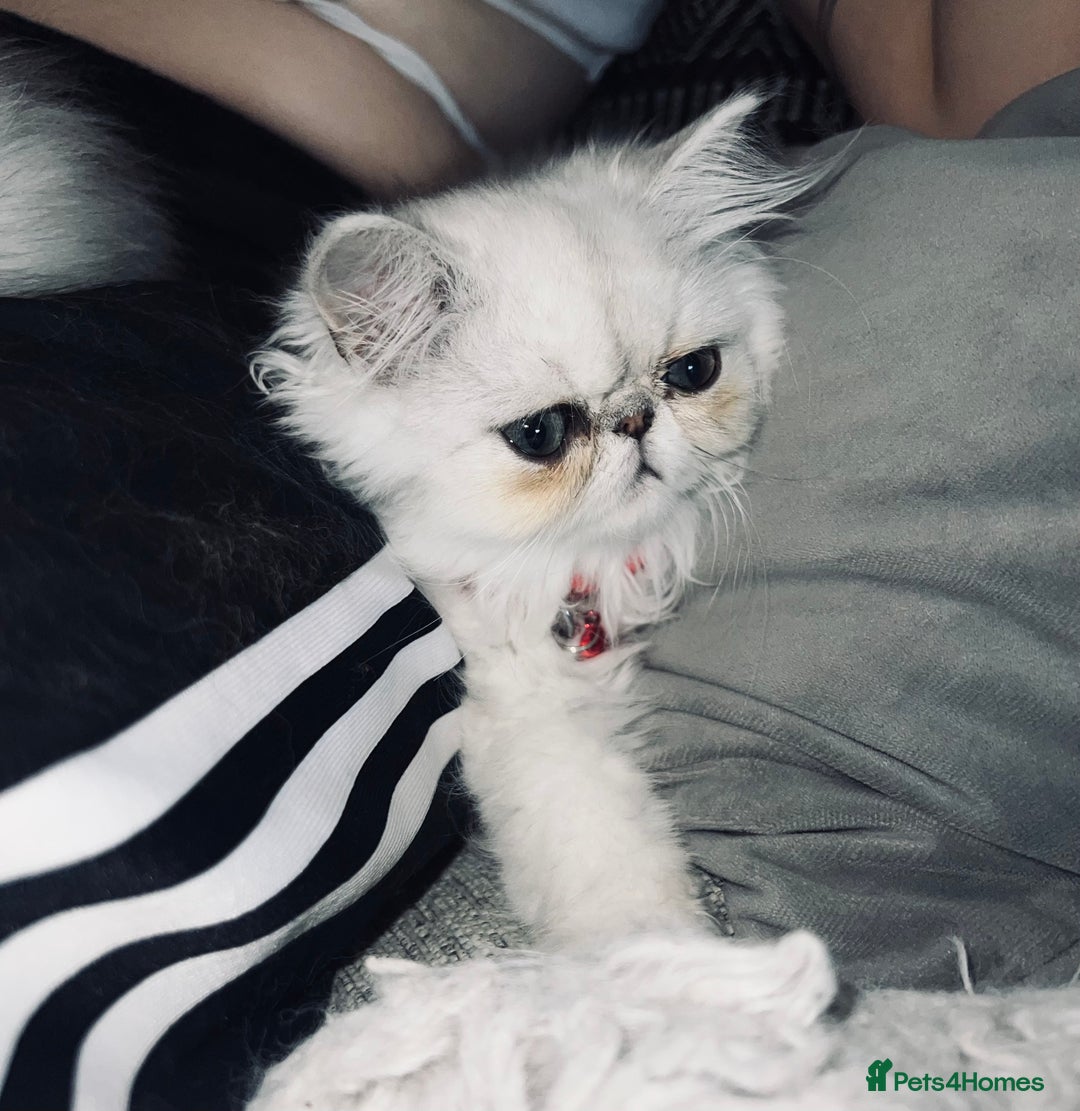 Persian cats for sale: Ready to leave - Persian chinchilla kittens♥️🐾 - Image 11