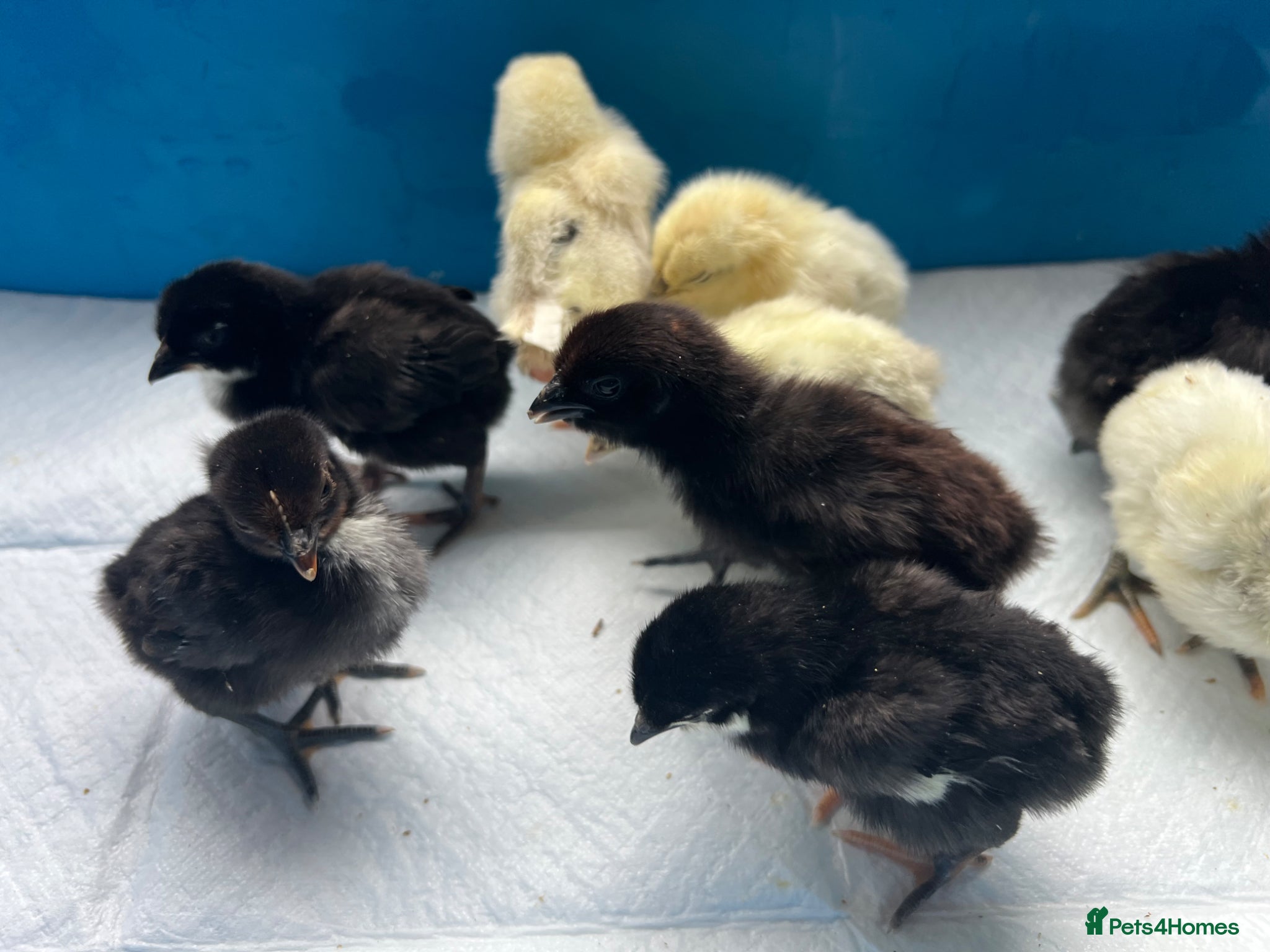 Chickens poultry Hybrid chicks hatched 2/06/26 - Advert 2