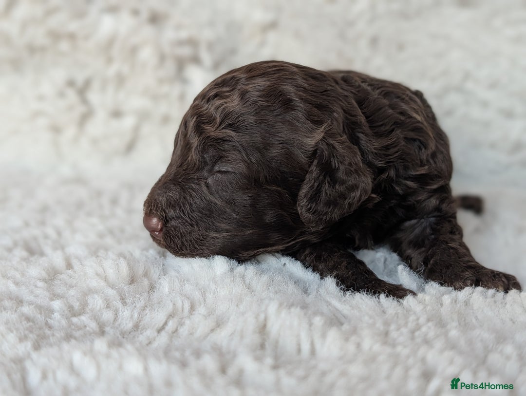 Cockapoo dogs for sale: PRA clear. Merle, Chocolate, Golden Cockapoo pups - Advert 8