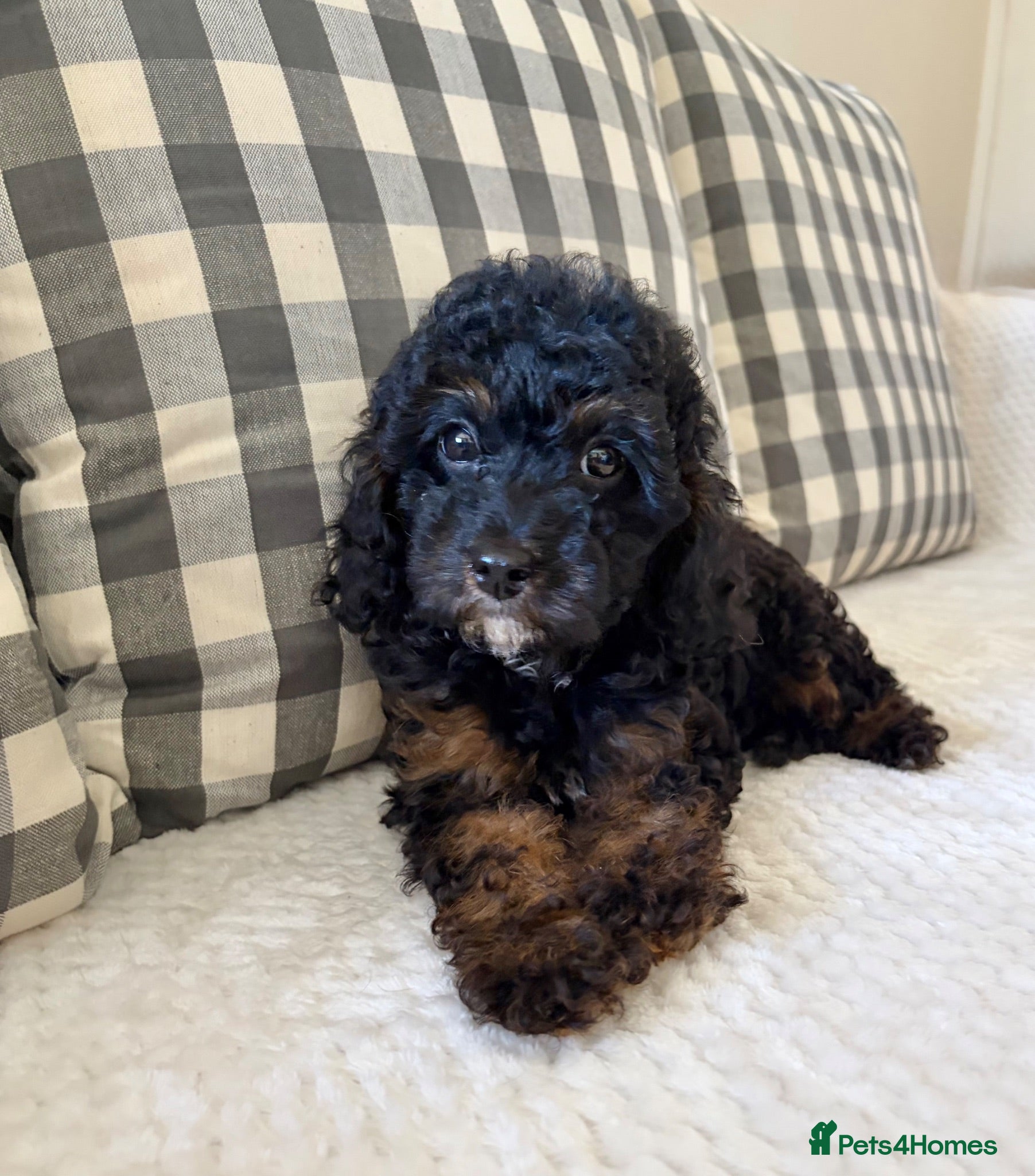 Cockapoo dogs Health tested cockapoo puppies  - Advert 2