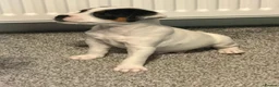 Jack Russell dogs for sale:  Jack Russell in Swadlincote - Advert 7