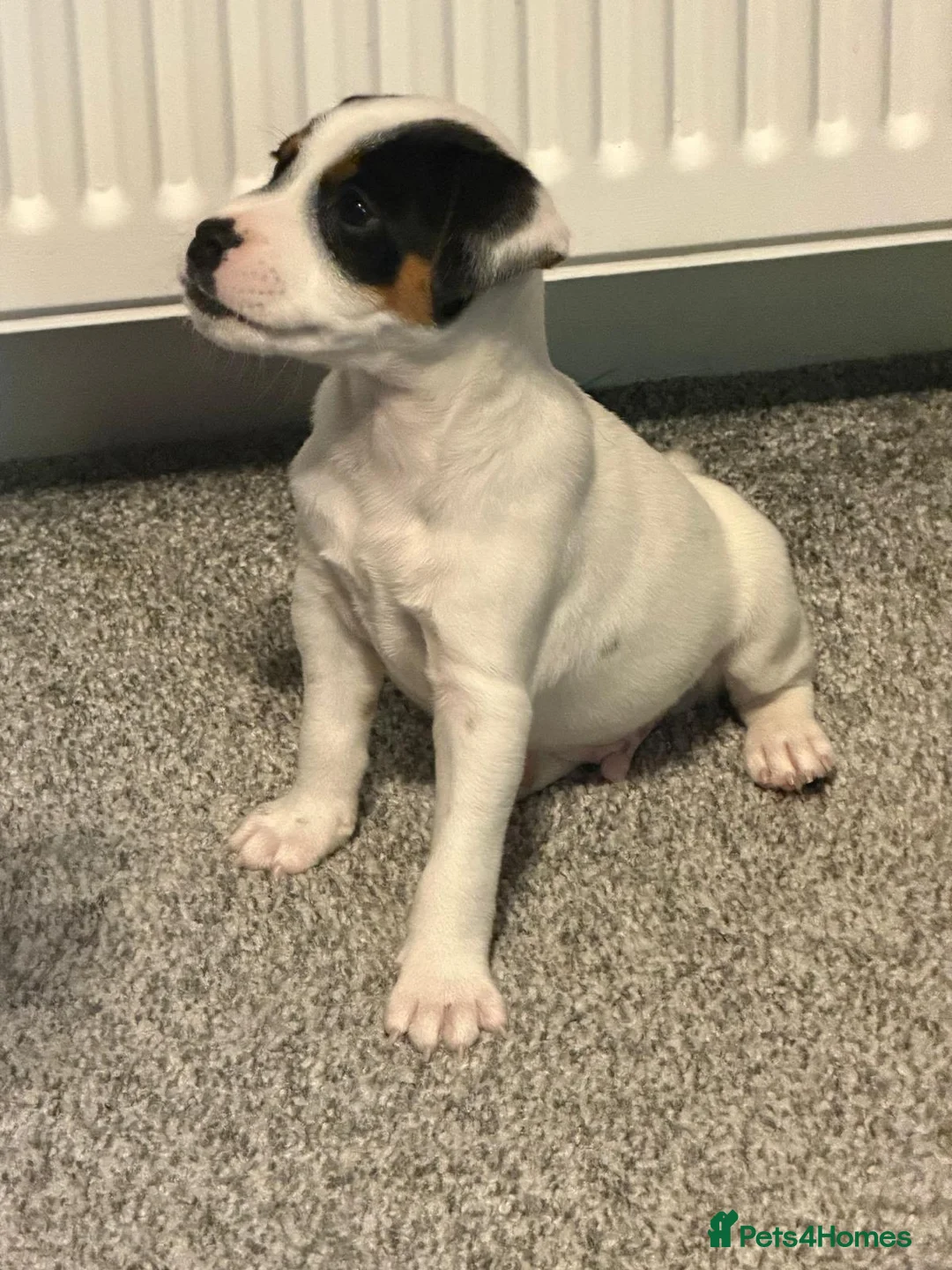 Jack Russell dogs for sale:  Jack Russell in Swadlincote - Advert 7