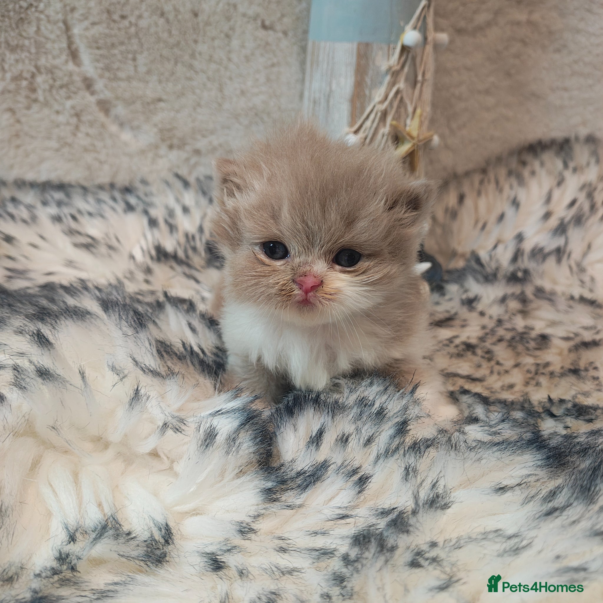 British Longhair cats Cinnamon & fawn bi colour longhair BLH  - Advert 4