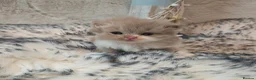 British Longhair cats for sale: Cinnamon & fawn bi colour longhair BLH  - Advert 14