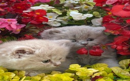 British Longhair cats for sale: British longhair and shorthair kittens for sale - Image 5