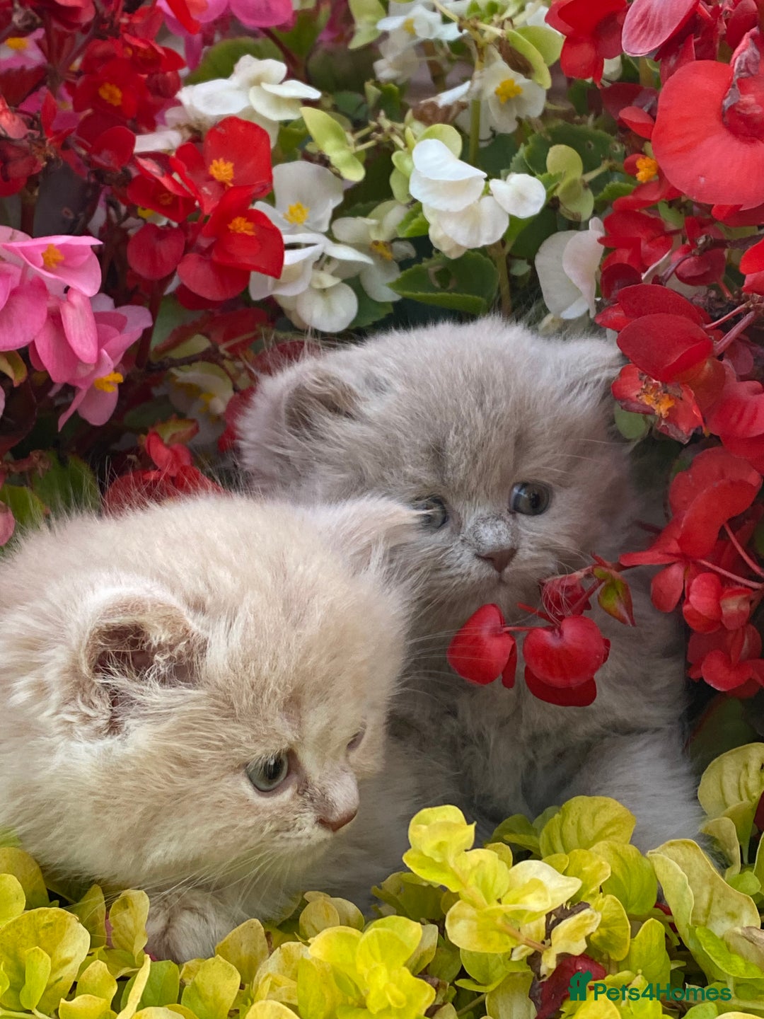 British Longhair cats for sale: British longhair and shorthair kittens for sale - Image 5