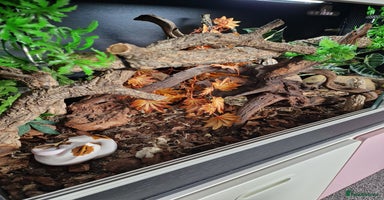 Snake reptiles - Advert 4