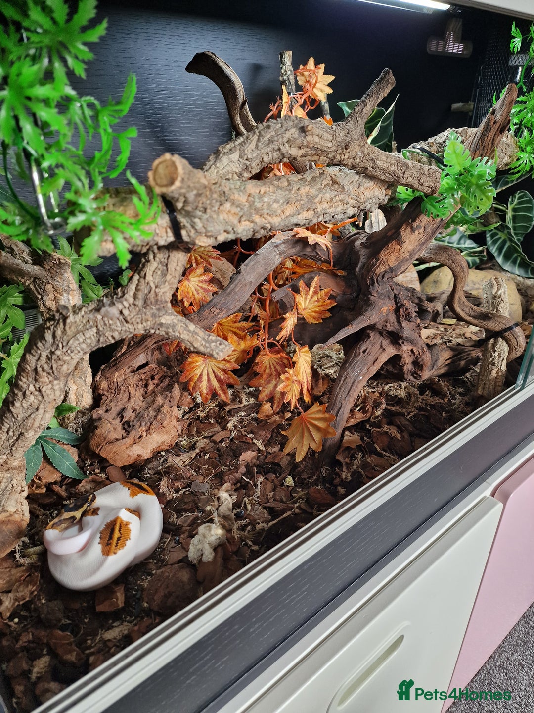 Snake reptiles for sale: 9 month old royal python plus complete set up - Image 2