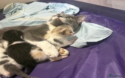 Mixed Breed cats for sale: Kittens 2 males 1 female for sale  - Image 3
