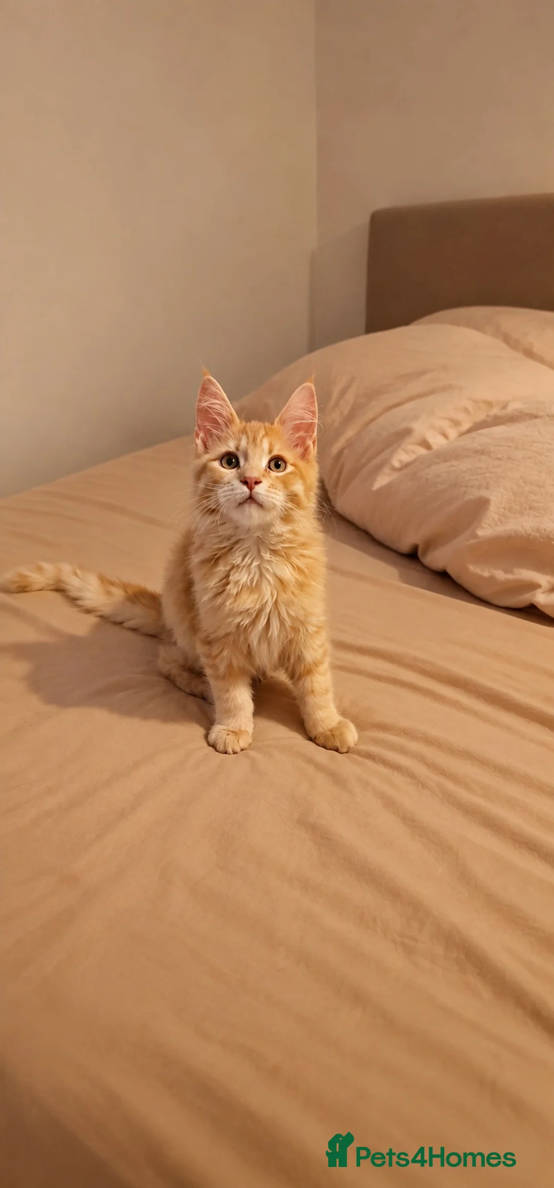 Maine Coon cats for sale: CREAM MAINE COON BOY READY NOW - Advert 2