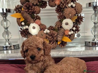 Cavapoo dogs - Advert 5