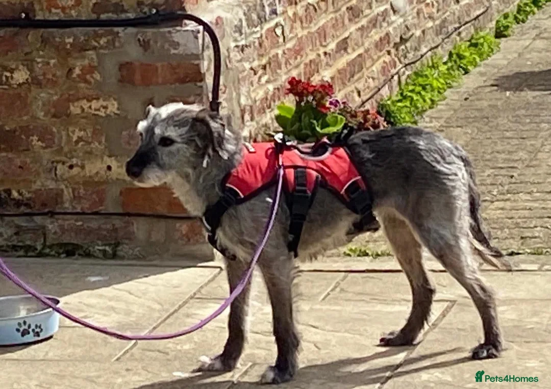 Mixed Breed dogs for adoption: 💕 Meet Connie in Spalding - Advert 2
