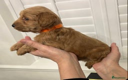Cockapoo dogs for sale: F1 Cockapoo red and  Black  - Image 2