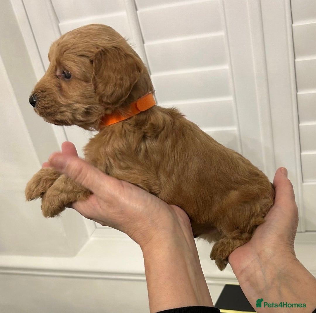 Cockapoo dogs for sale: F1 Cockapoo red and  Black  - Image 2