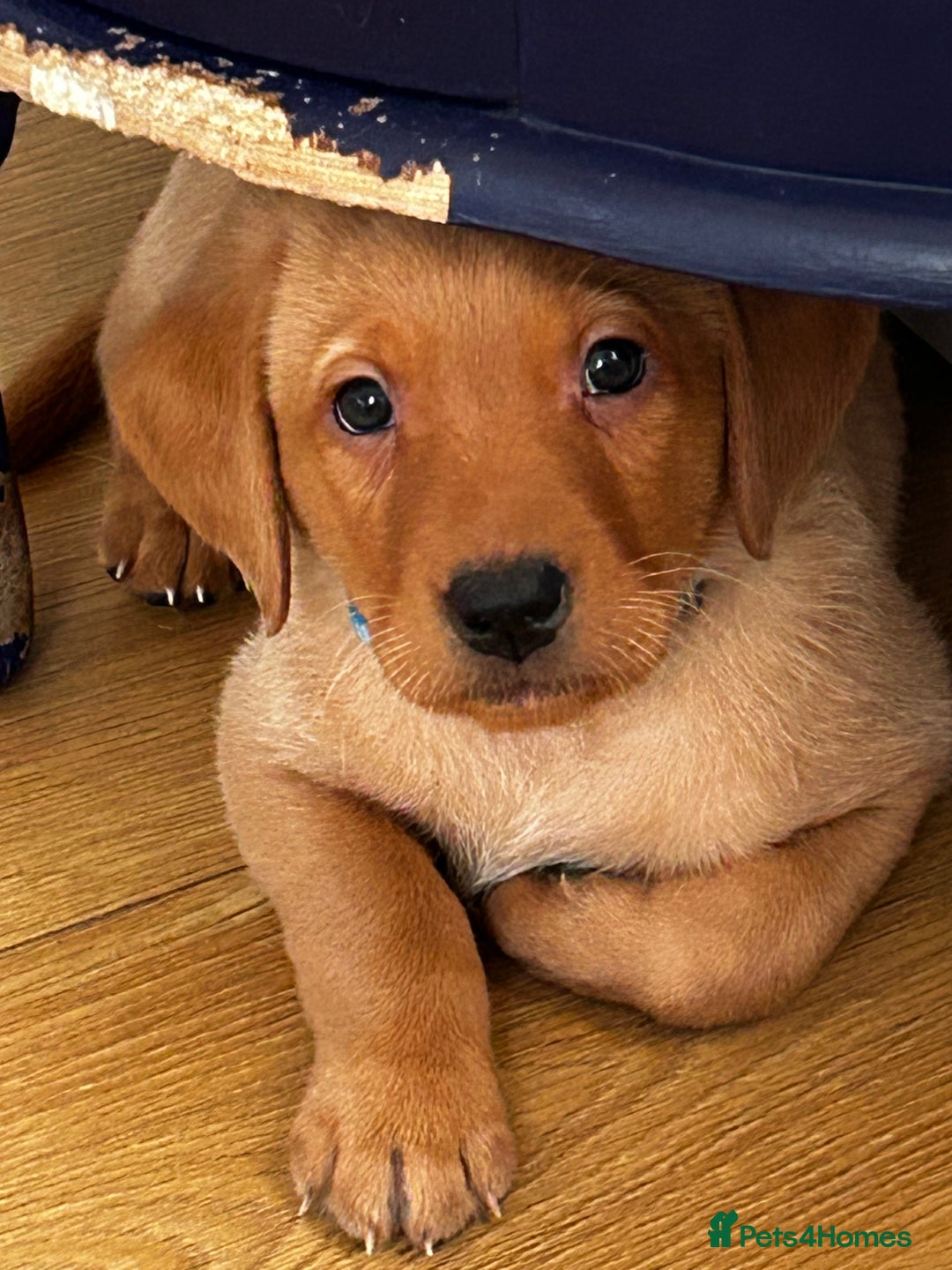 Labrador Retriever dogs for sale: Beautiful Labrador Puppies - Advert 12