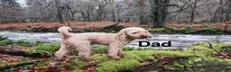Schnoodle dogs for sale: Beautiful F1 Schnoodle Puppies - Advert 15