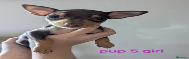 Miniature Pinscher 5