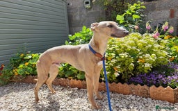 Whippet dogs for stud: PEDIGREE KC REGISTERED WHIPPET AT STUD in Salisbury - Image 5