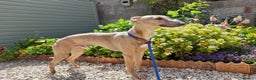 Whippet dogs for stud: PEDIGREE KC REGISTERED WHIPPET AT STUD in Salisbury - Advert 5