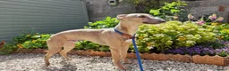 Whippet dogs for stud: PEDIGREE KC REGISTERED WHIPPET AT STUD in Salisbury - Advert 5