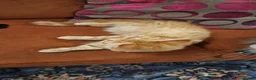 Maine Coon cats for sale: 😻 Ready Now 😻 Maine Coon Kitten Male left😻  - Advert 8