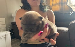 Dachshund dogs for sale: Standard wirehaired (Teckels)  - Image 3