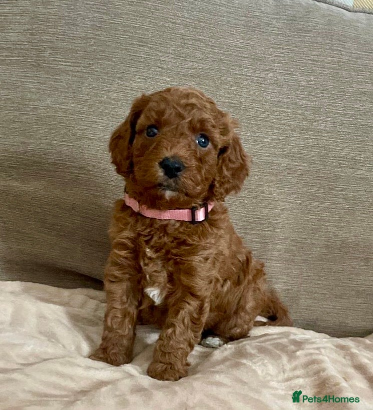 Cockapoo dogs 🐾 F1b Cockapoo Girls 🩷 💜 Health checked. - Advert 5