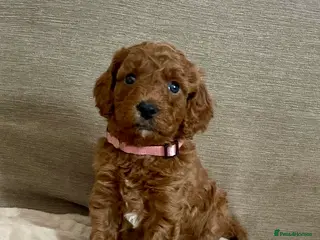 Cockapoo dogs 🐾 F1b Cockapoo Girls 🩷 💜 Health checked. - Advert 5